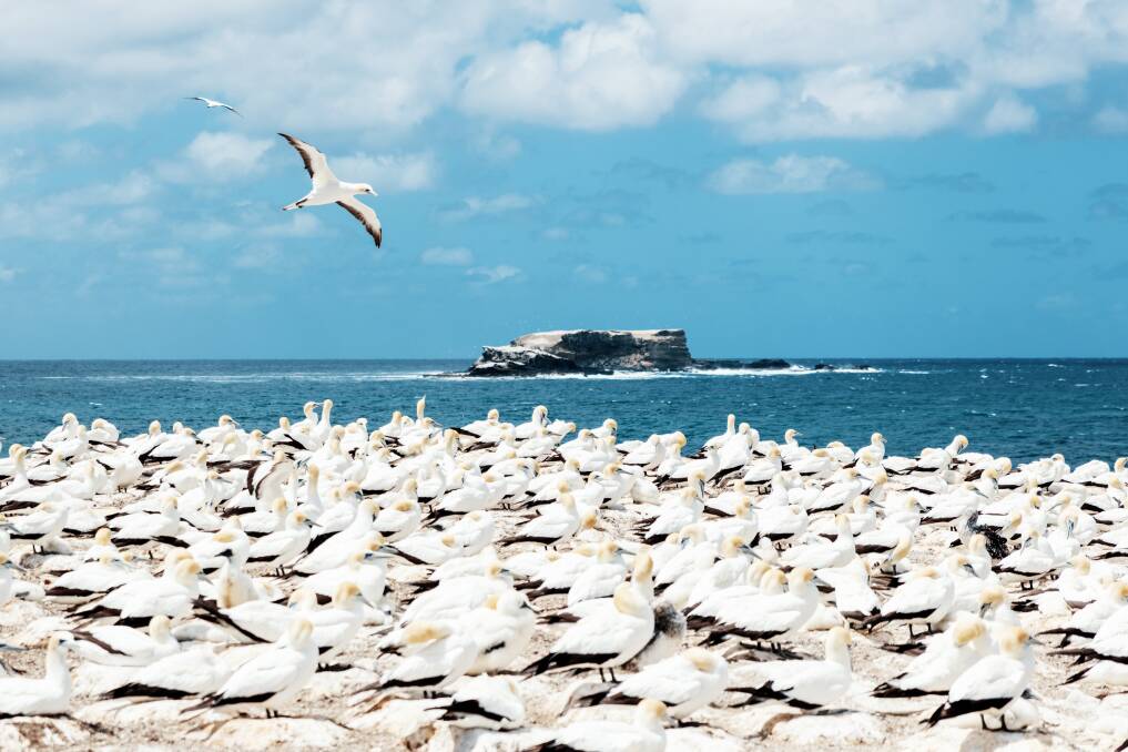 Point Danger gannet colony, where more than 600 pairs nest. Point Danger gannet colony, where more than 600 pairs nest.