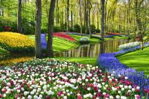 I'm a tulip tragic, and I just found the best way to see the Netherlands in spring
