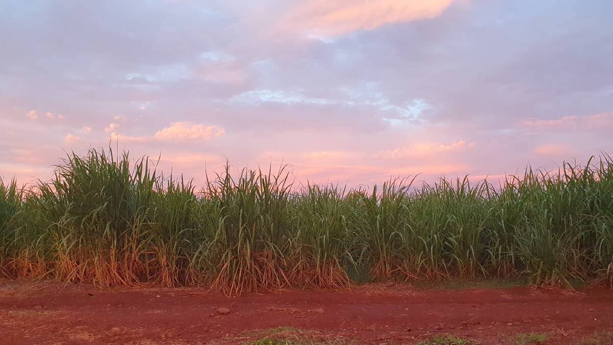 Colours of the canefields. Picture: Natascha Mirosch Colours of the canefields. Picture: Natascha Mirosch