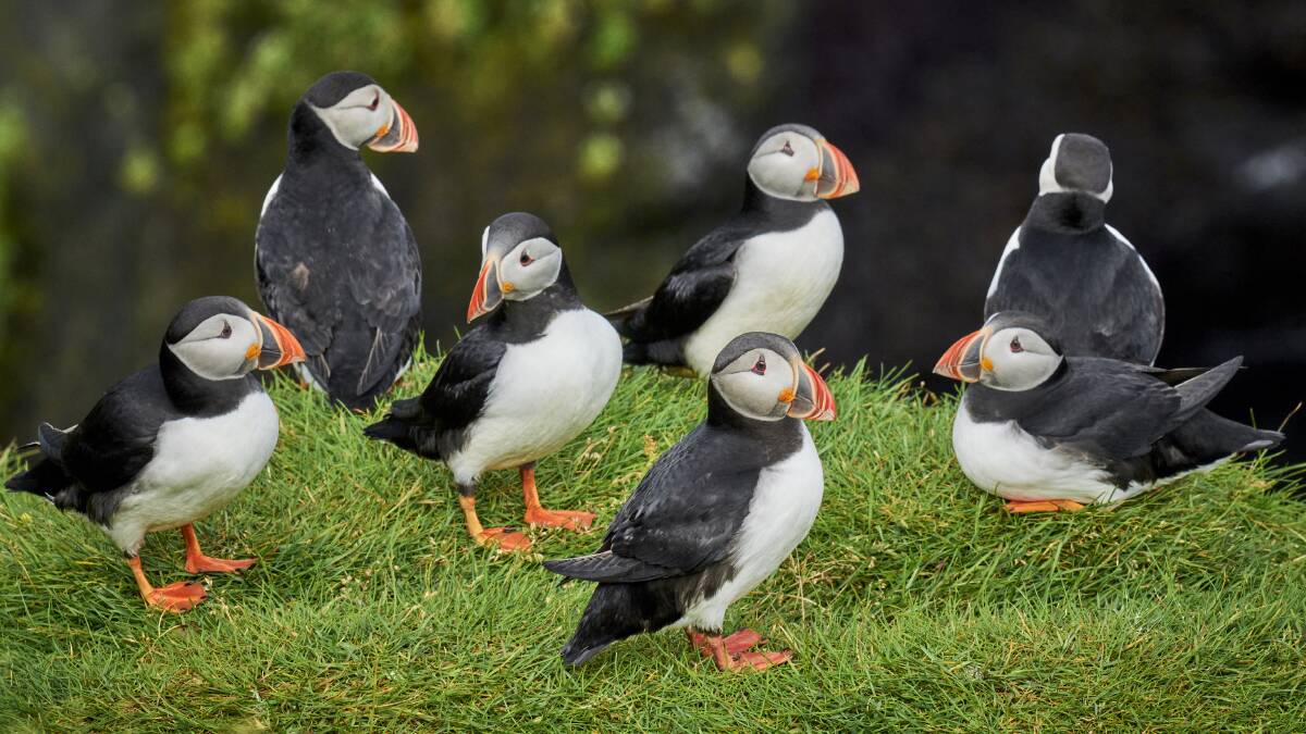Heimaey Island Puffins on a cruise with Atlas Ocean Voyages.
