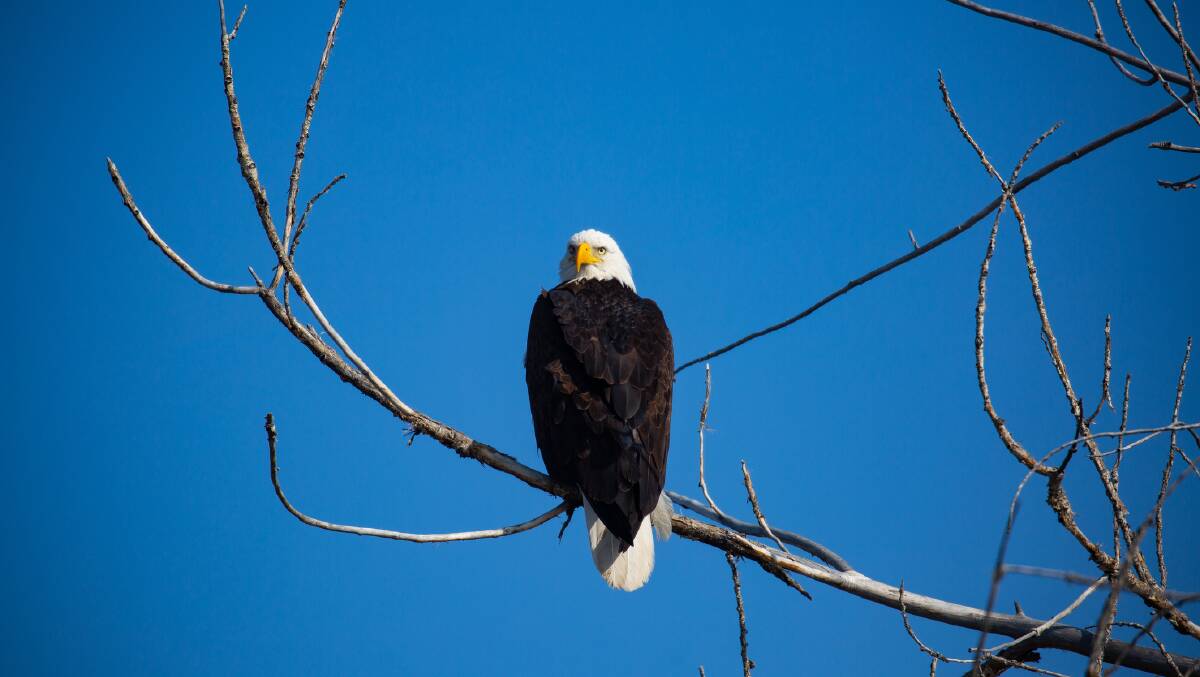 A bald eagle. Picture: Getty Images A bald eagle. Picture: Getty Images