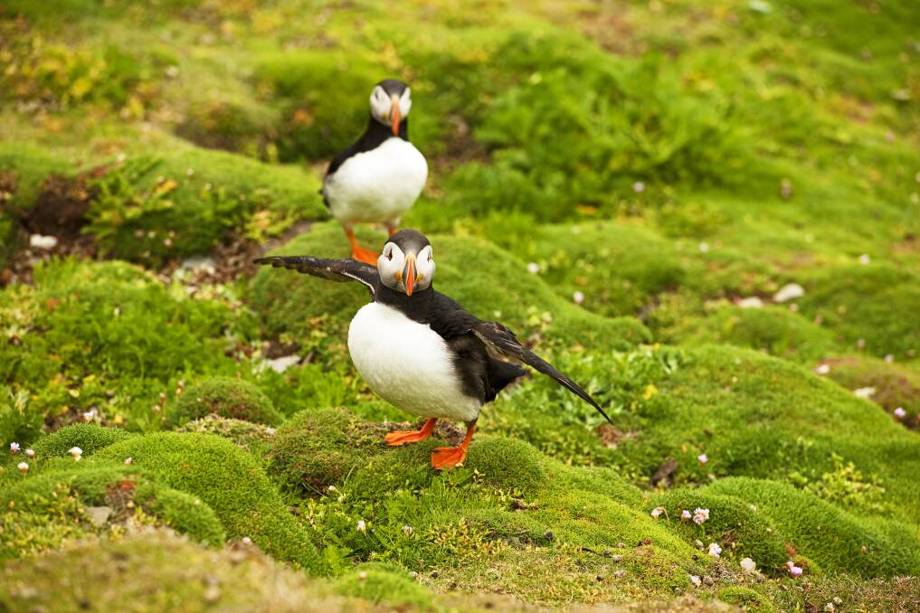 Puffins in the Orkneys. Picture by Getty Images Puffins in the Orkneys. Picture by Getty Images