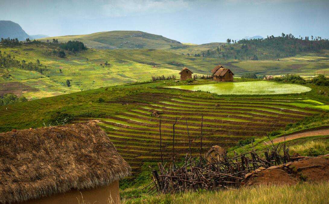 Rice fields of Madagascar. Picture: Getty Images