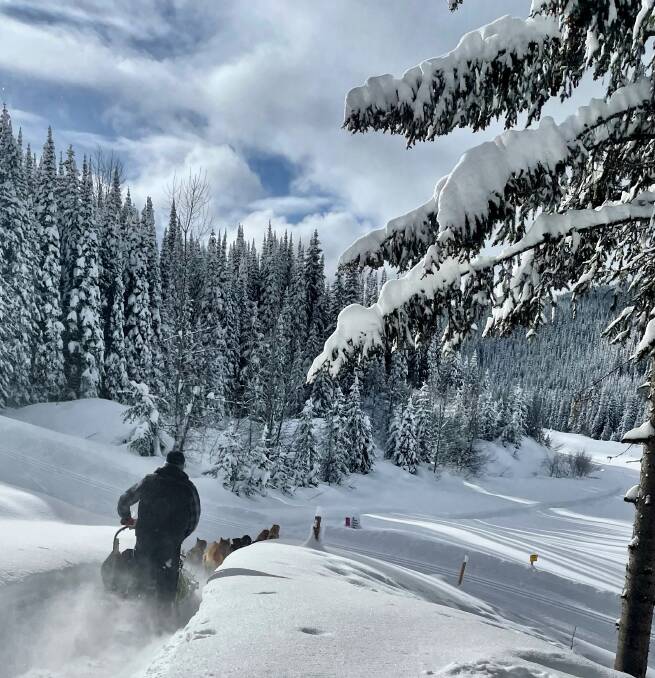 Dog sledding. Dog sledding.