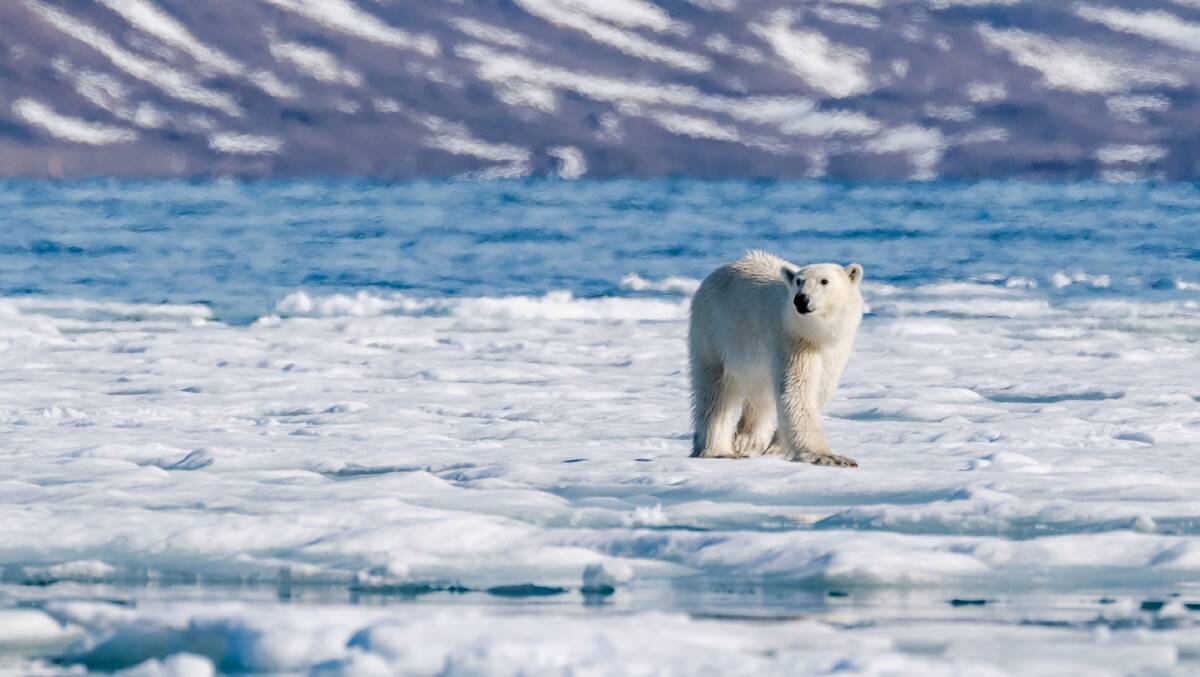 Arctic polar bear in Svalbard. Picture: Divergent Travelers/Aurora Expeditions