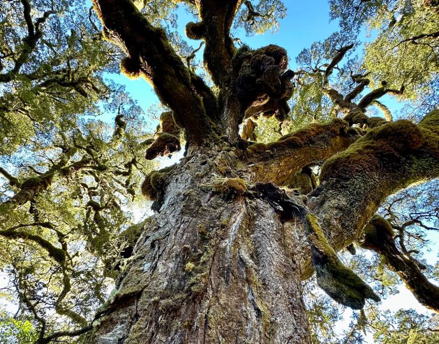 The Goblin Tree. Picture: Anabel Dean The Goblin Tree. Picture: Anabel Dean
