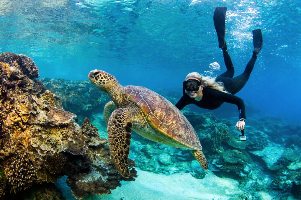 Snorkelling with turtles. Picture: Jeremy Somerville Snorkelling with turtles. Picture: Jeremy Somerville