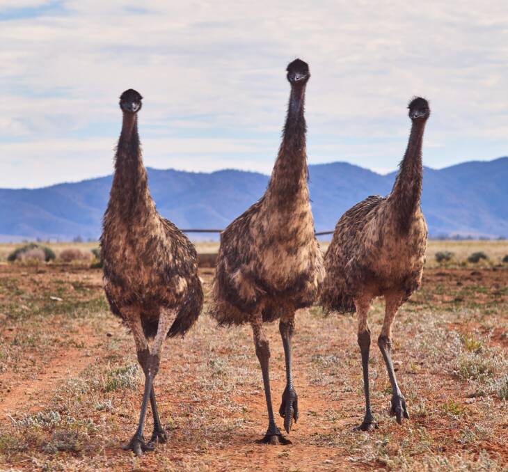 Curious emus in the Arkaroola Wilderness Sanctuary in South Australia's Flinders Ranges region. Curious emus in the Arkaroola Wilderness Sanctuary in South Australia's Flinders Ranges region.