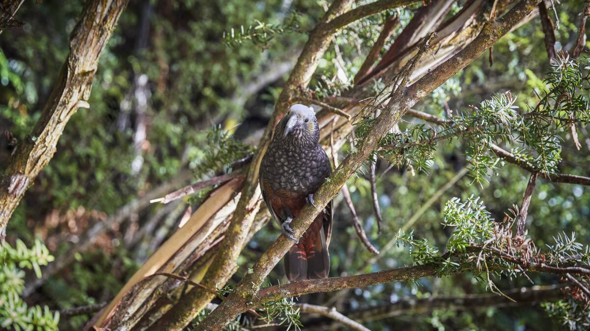 Native birdlife abounds. Picture by Matt Crawford Native birdlife abounds. Picture by Matt Crawford