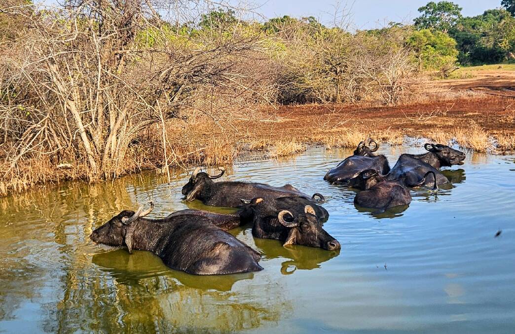 Water views with wild creatures. Water views with wild creatures.