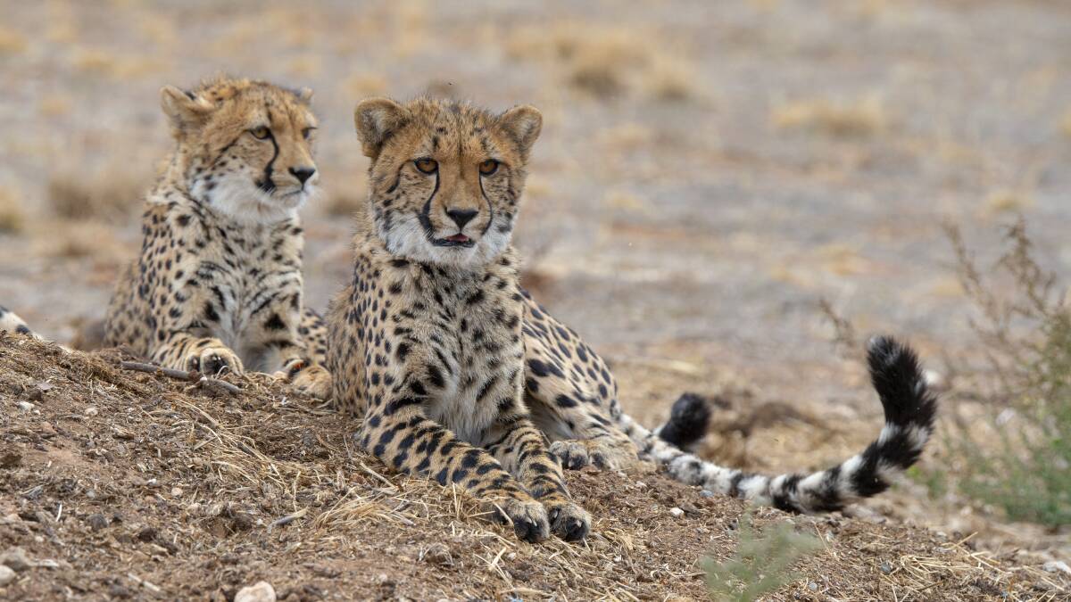 Cheetahs at rest. Cheetahs at rest.