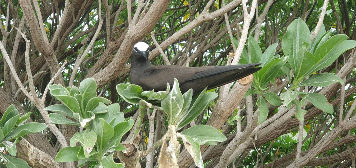Nesting birds on Lady Elliot Island. Picture: Natascha Mirosch Nesting birds on Lady Elliot Island. Picture: Natascha Mirosch