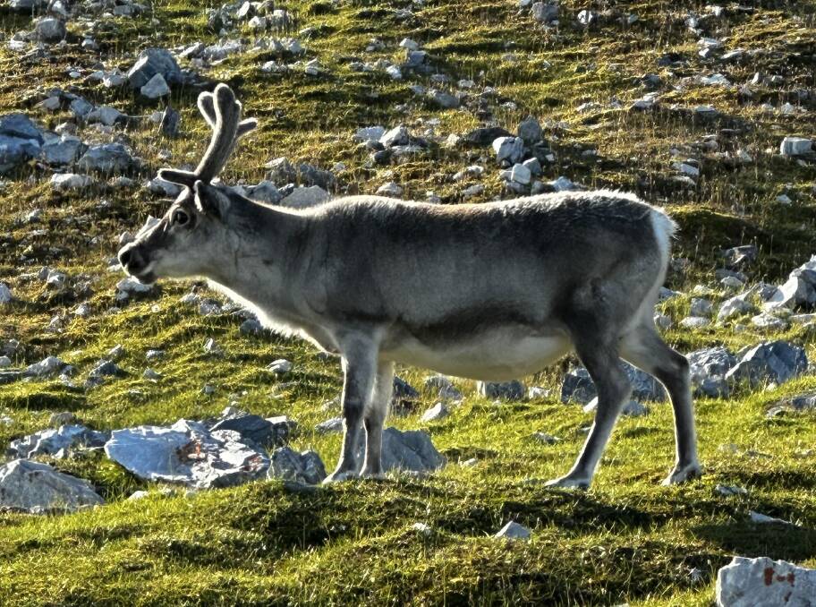 Arctic reindeer. Picture: Garry Linnell