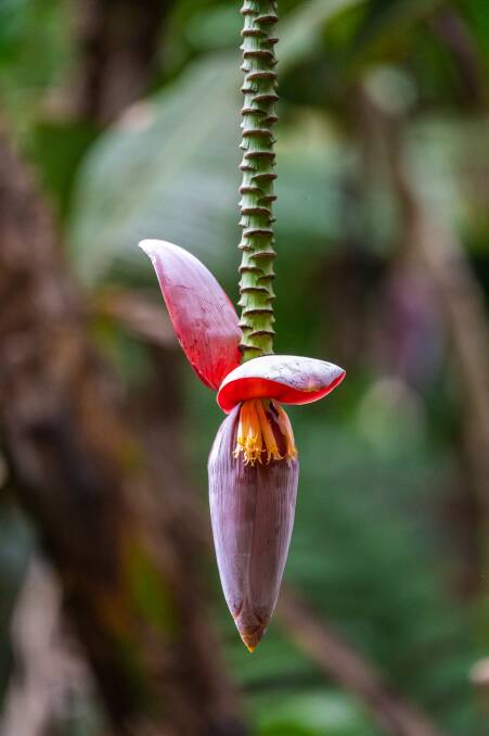 Plantain flower. Picture: Marck Gutt