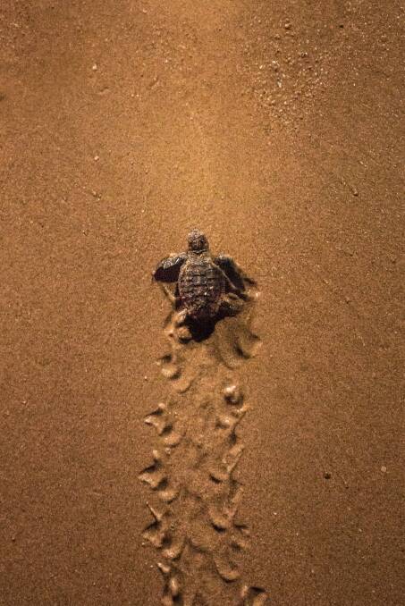 Mon Repos Turtle Encounter. Picture: Tourism and Events Queensland/Jesse Linderman Mon Repos Turtle Encounter. Picture: Tourism and Events Queensland/Jesse Linderman