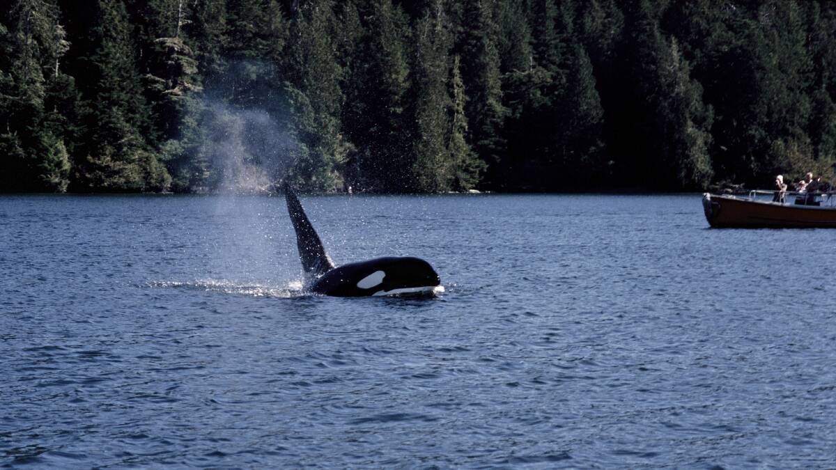Orca sightings are common on boat cruises in the region.