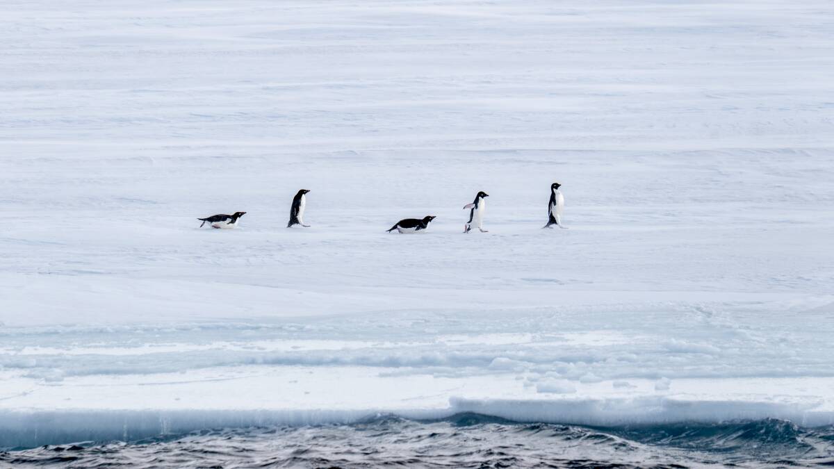 Adelie penguins on the Ross Sea coast. Picture: Studio Ponant Adelie penguins on the Ross Sea coast. Picture: Studio Ponant