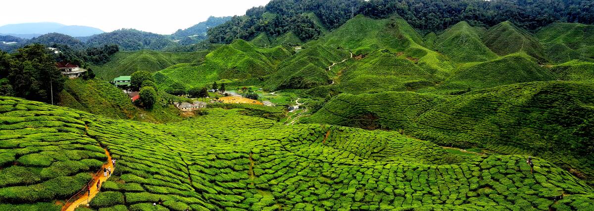 The man who disappeared: tea and intrigue in Malaysia The man who disappeared: tea and intrigue in Malaysia