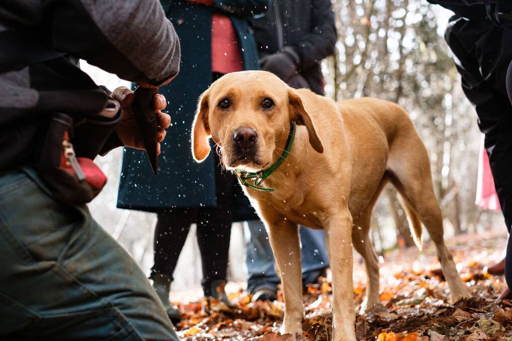 Australian Truffle Traders Dogs. Picture: Rachel Claire