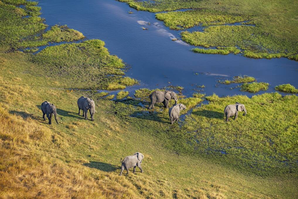Elephants on the Okavanga Delta, Botswana. Picture: Getty Images Elephants on the Okavanga Delta, Botswana. Picture: Getty Images