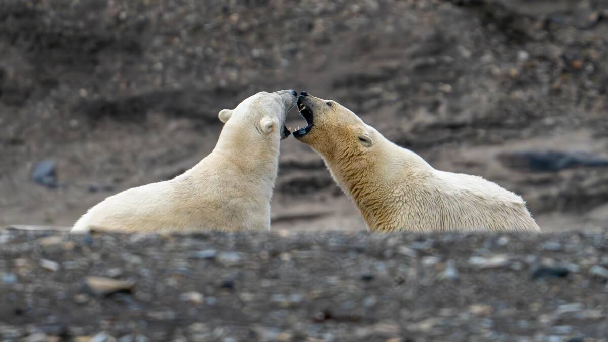 Polar bears at Svalbard. Picture: Jamie Lafferty