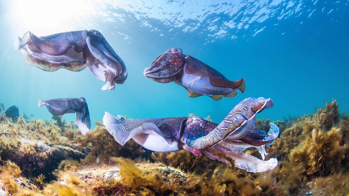 It's cephalopod saturation in South Australia, off the Eyre Peninsula.
