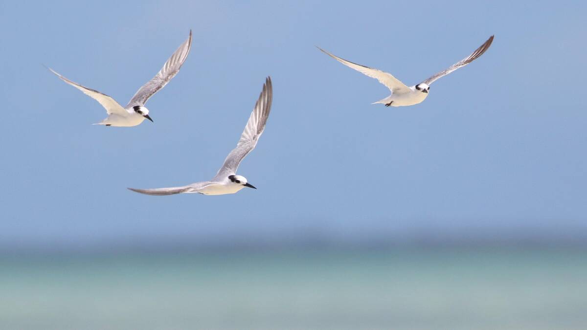 Local birdlife. Local birdlife.