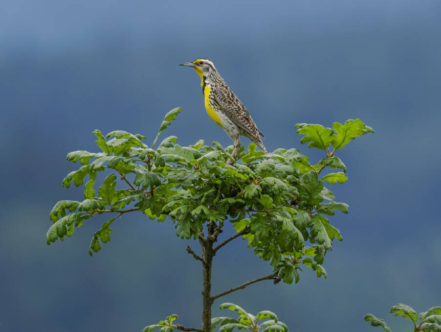 A western meadowlark. A western meadowlark.