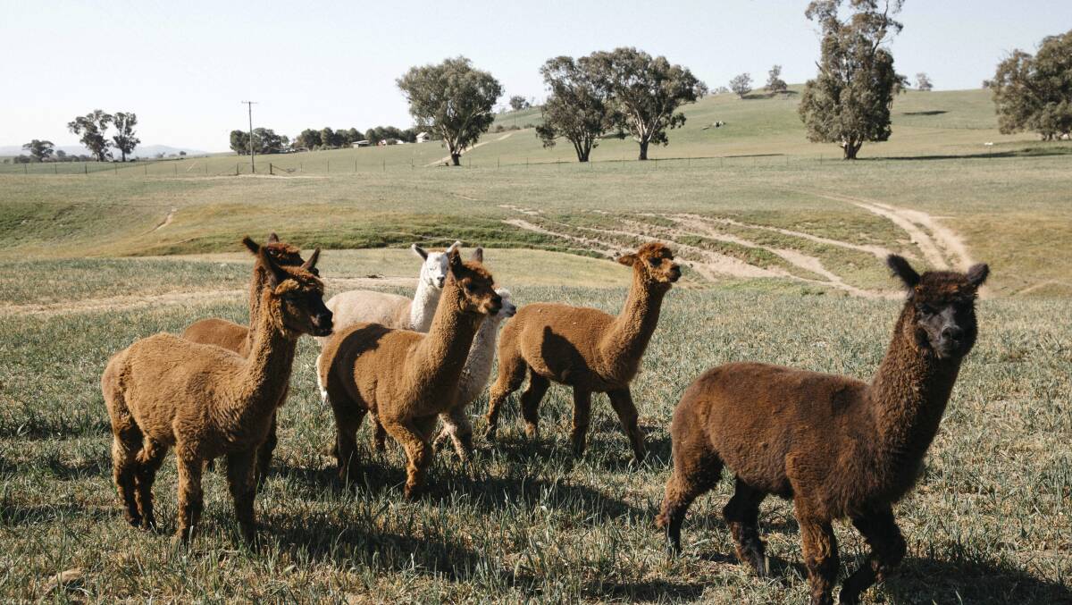 Rresident of Hillview Farmstay. Picture: Destination NSW