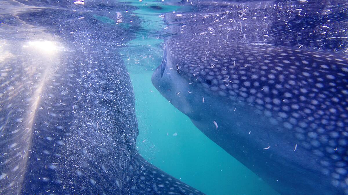 What lies beneath. Picture: Lynn Gail
