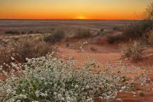 Why this remote Australian desert is set for its most spectacular season yet