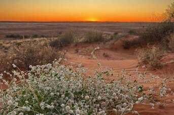 Why this remote Australian desert is set for its most spectacular season yet