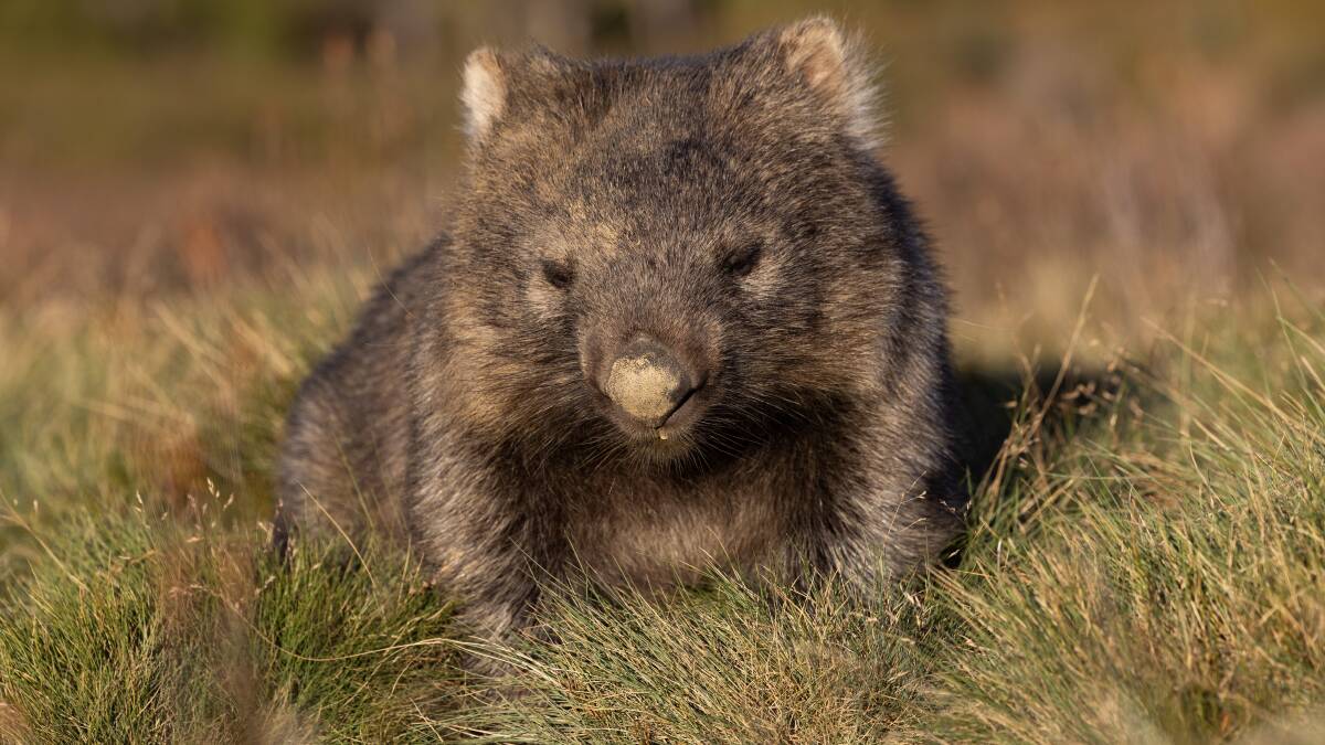 A wombat. Picture by Tourism Tasmania A wombat. Picture by Tourism Tasmania