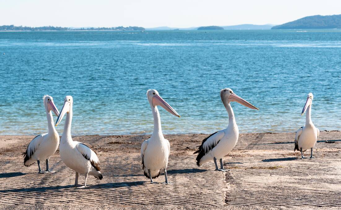 Pelicans of the Mid North Coast. Picture by Destination NSW Pelicans of the Mid North Coast. Picture by Destination NSW