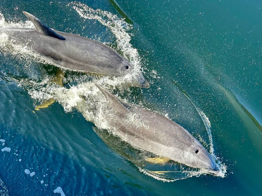 Dolphins in Bligh Sound. Picture: Anabel Dean Dolphins in Bligh Sound. Picture: Anabel Dean