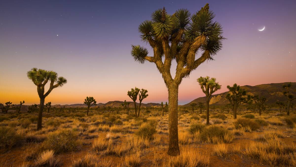 Joshua Tree National Park is a hotspot for UFO sightings. Picture: Getty Images Joshua Tree National Park is a hotspot for UFO sightings. Picture: Getty Images
