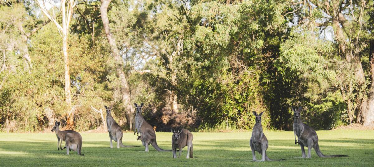 Local kangaroos at Senses.