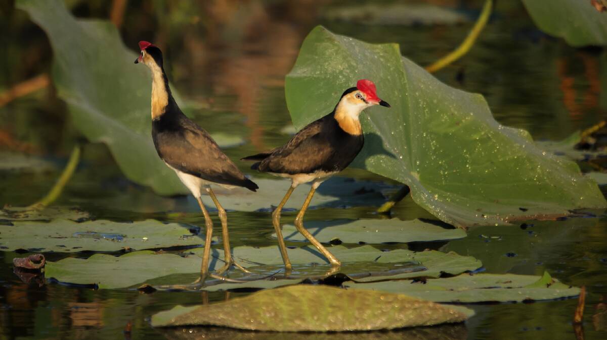 Comb-crested jacanas. Picture: Getty Images Comb-crested jacanas. Picture: Getty Images