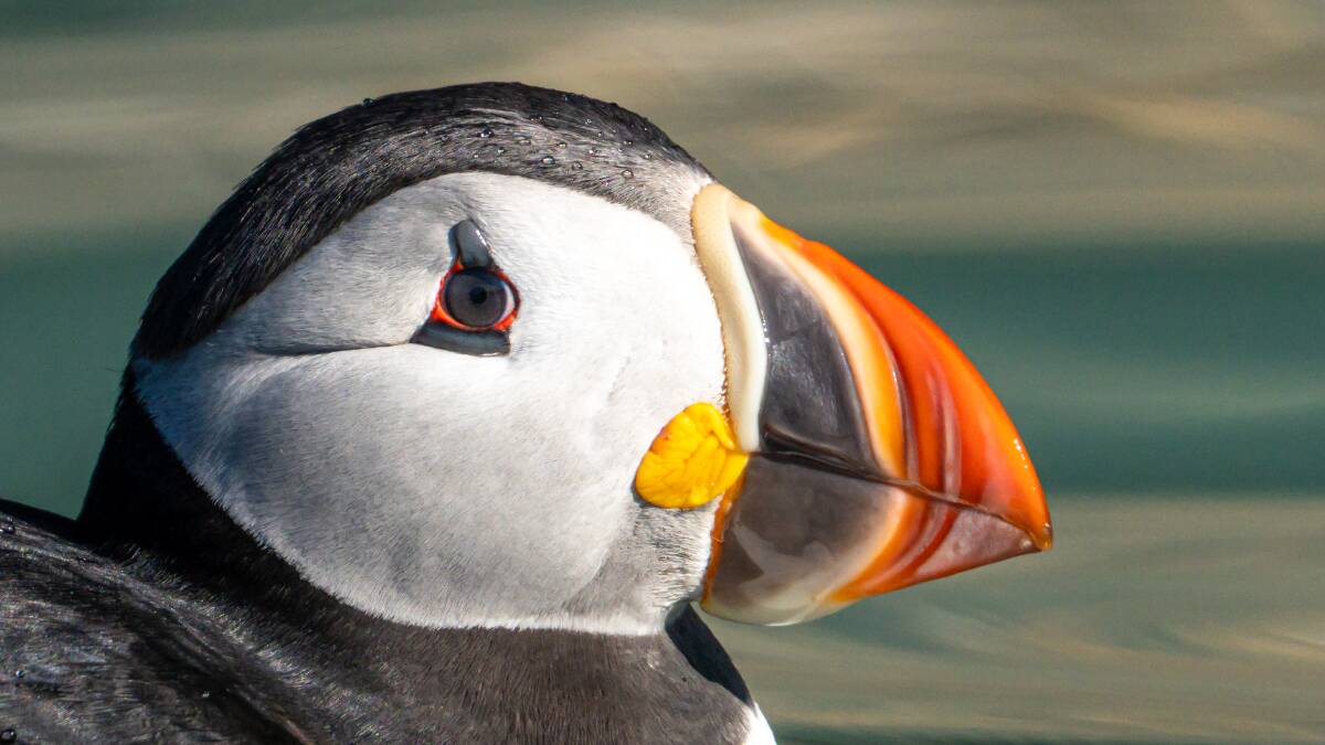 Up close with a puffin. Picture: Jamie Lafferty