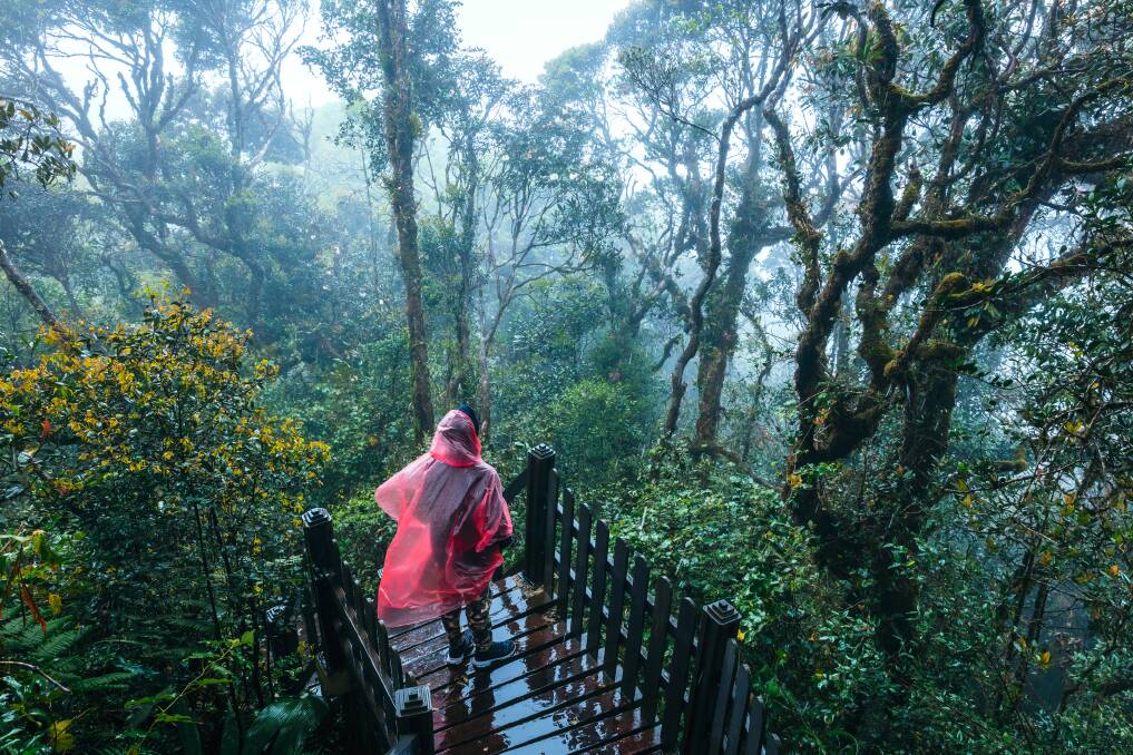 Cameron Highlands rainforest. Picture: Getty Images Cameron Highlands rainforest. Picture: Getty Images