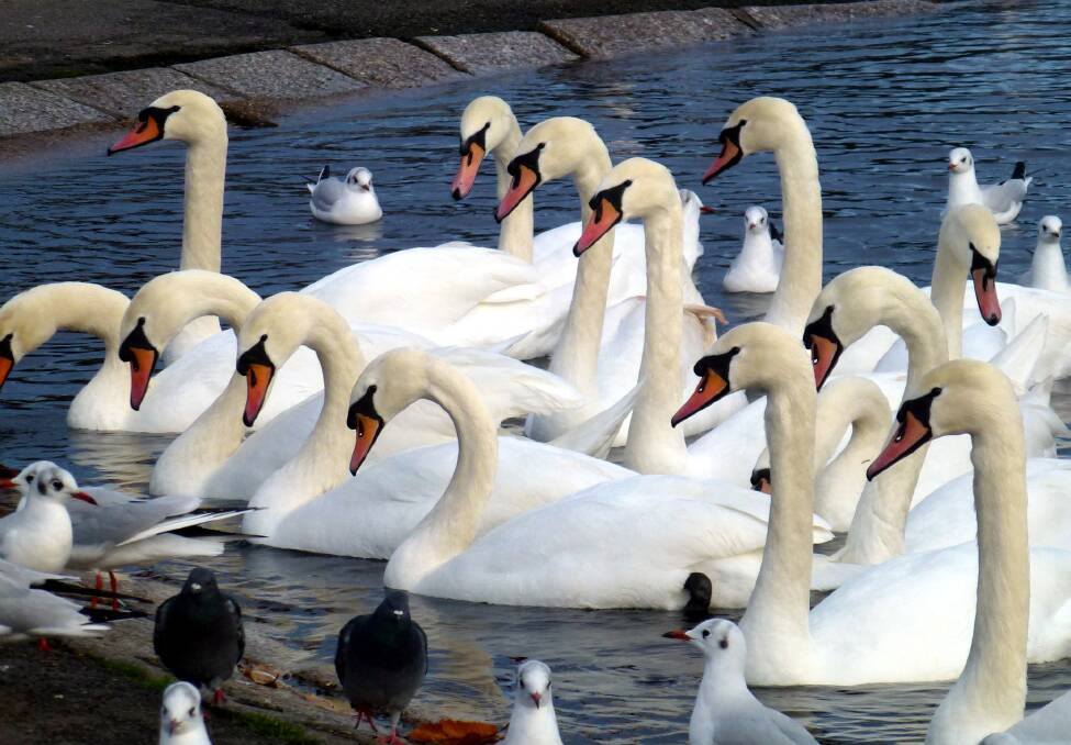 Swans in Kensington Park Gardens. Picture: Getty Images Swans in Kensington Park Gardens. Picture: Getty Images