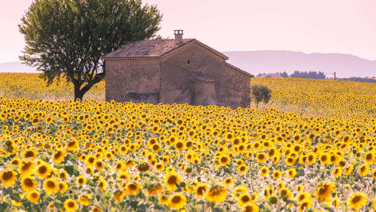 Sunflower fields of Provence. Picture: Getty Images Sunflower fields of Provence. Picture: Getty Images