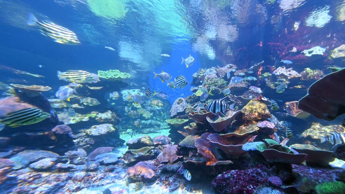 The great coral quarrel: which awesome reef should you visit first? The great coral quarrel: which awesome reef should you visit first?