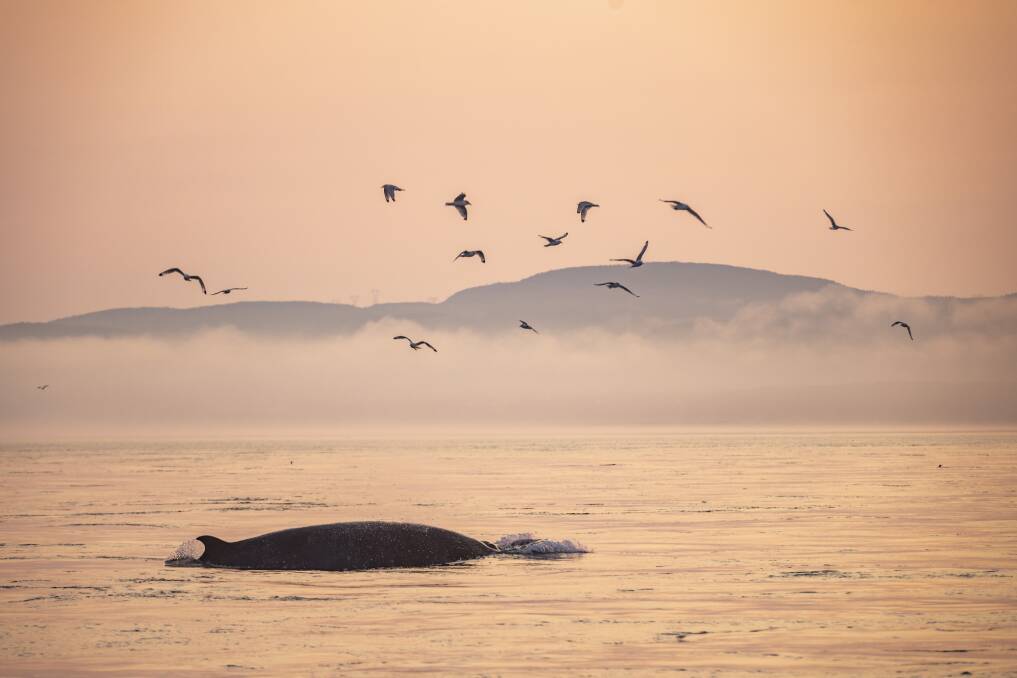 Wildlife on the St Lawrence River. Wildlife on the St Lawrence River.
