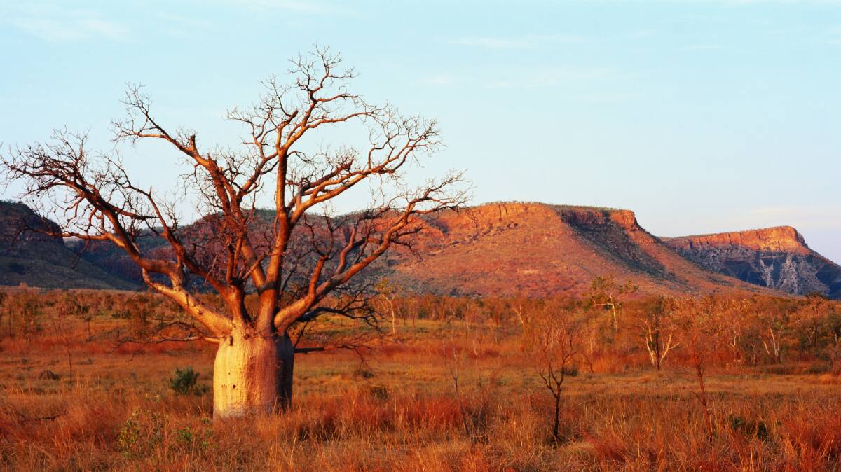 A boab tree in the Kimberley. Picture: Getty Images A boab tree in the Kimberley. Picture: Getty Images