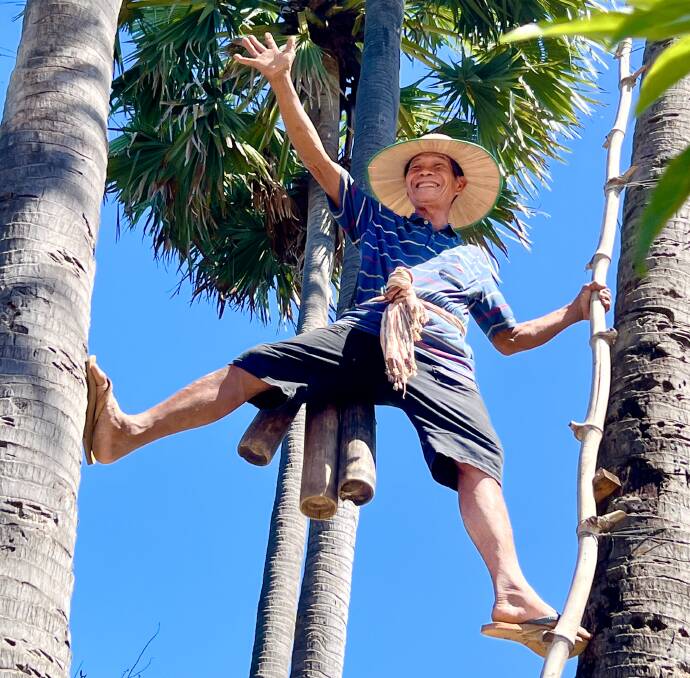 Mr Ry climbs one of his sugar palm trees.