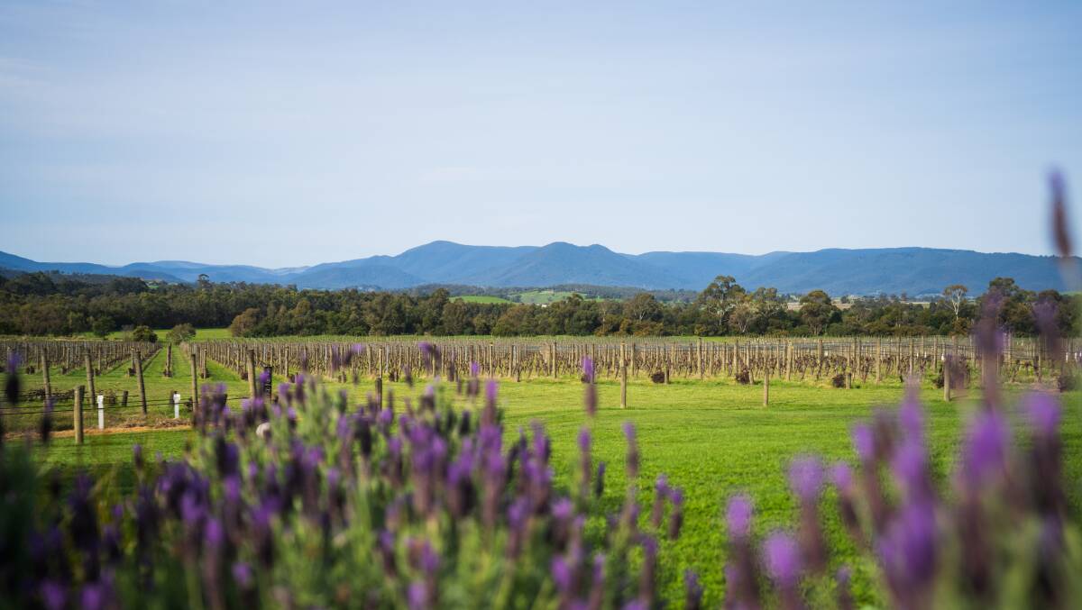 Yarra Valley views. Picture: Narelle Bouveng Yarra Valley views. Picture: Narelle Bouveng