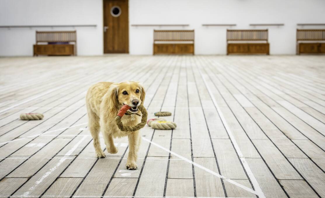 A playful pet on the kennel deck of Cunard's Queen Mary 2. A playful pet on the kennel deck of Cunard's Queen Mary 2.