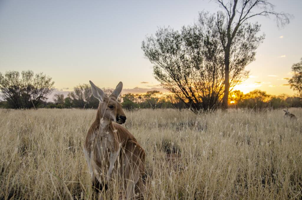 A kangaroo at the Kangaroo Sanctuary in NT. A kangaroo at the Kangaroo Sanctuary in NT.