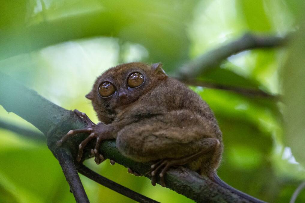A tiny tarsier. A tiny tarsier.